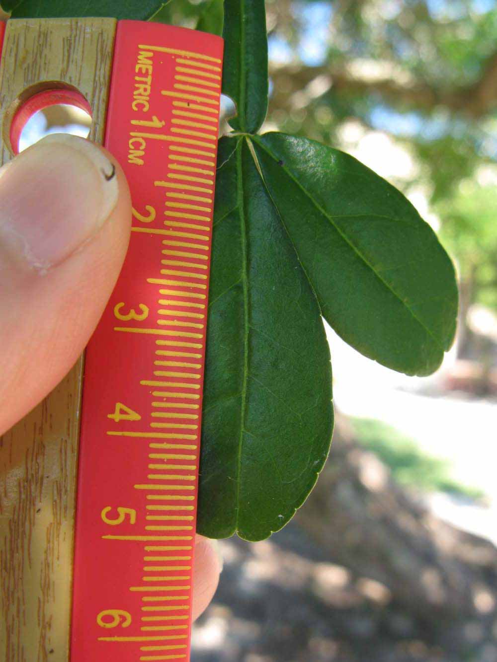              Leaflet (Winter Haven, FL)       